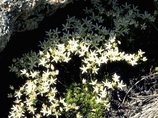 Saxifraga aprica (Sierra saxifrage)