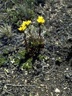 Saxifraga flagellaris (Whiplash saxifrage)