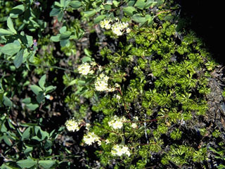 Saxifraga mertensiana (Wood saxifrage)