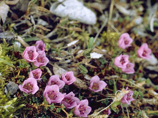 Saxifraga oppositifolia (Purple mountain saxifrage)