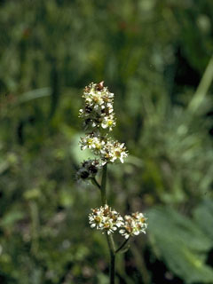 Saxifraga oregana (Oregon saxifrage)