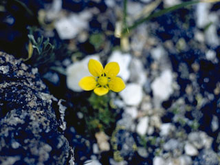Saxifraga serpyllifolia (Thymeleaf saxifrage)