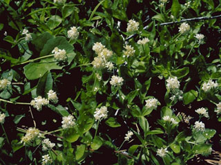 Whipplea modesta (Common whipplea)