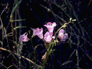 Agalinis oligophylla (Ridgestem false foxglove)