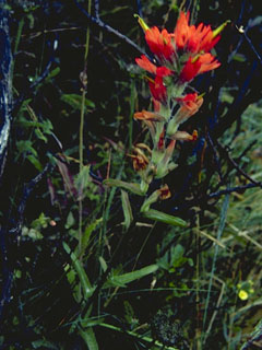 Castilleja affinis ssp. litoralis (Coast indian paintbrush)