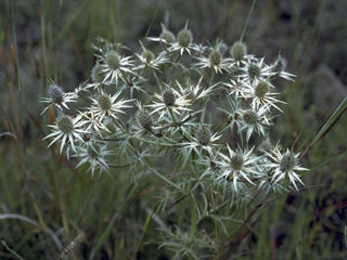 Eryngium heterophyllum (Wright's eryngo)