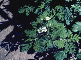 Horkelia fusca (Pinewoods horkelia)
