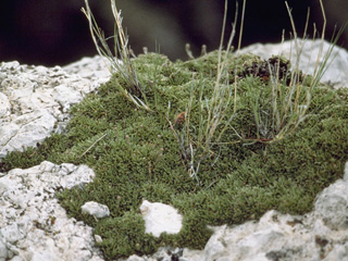 Petrophytum caespitosum (Mat rockspirea)