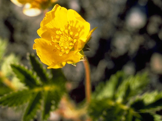 Argentina egedii (Pacific silverweed)