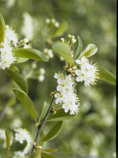 Prunus emarginata (Bitter cherry)