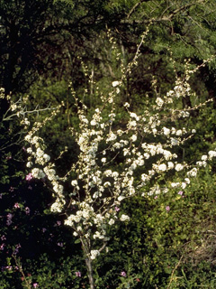 Prunus munsoniana (Munson plum)