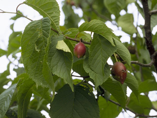 Prunus nigra (Canadian plum)
