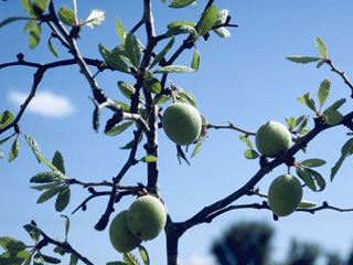 Prunus texana (Peachbush)