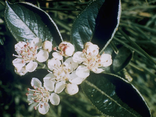 Photinia floribunda (Purple chokeberry)