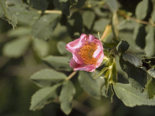 Rosa arkansana var. suffulta (Prairie rose)