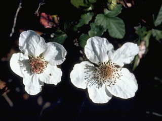 Rubus cuneifolius (Sand blackberry)