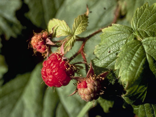 Rubus idaeus ssp. strigosus (Grayleaf red raspberry)