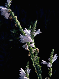 Physostegia angustifolia (Narrowleaf false dragonhead)