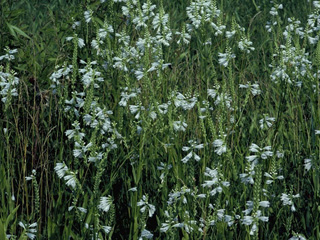 Physostegia virginiana ssp. virginiana (Obedient plant)