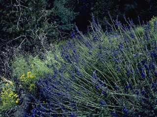 Salvia arizonica (Arizona sage)