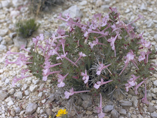 Salvia whitehousei (Clustered sage)