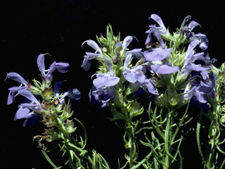 Salvia engelmannii (Engelmann's sage)