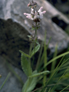 Stachys albens (Whitestem hedgenettle)