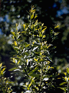 Umbellularia californica (California laurel)