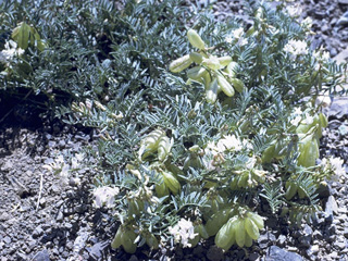 Astragalus parryi (Parry's milkvetch)