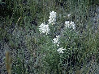 Astragalus pectinatus (Narrowleaf milkvetch)