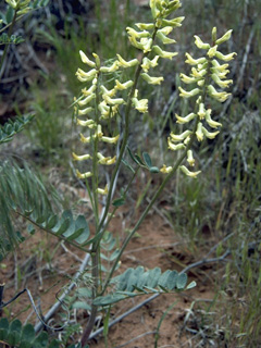 Astragalus praelongus (Stinking milkvetch)