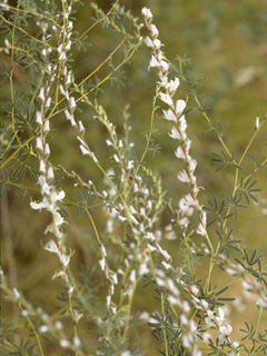 Dalea enneandra (Nine-anther prairie clover)
