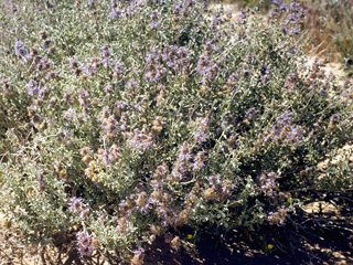 Psorothamnus fremontii var. fremontii (Fremont indigo bush)