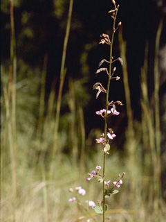 Desmodium sessilifolium (Sessileleaf ticktrefoil)