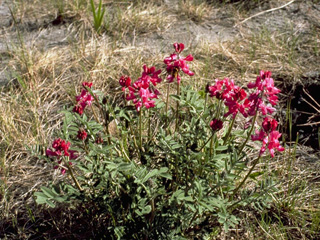 Hedysarum boreale ssp. mackenziei (Northern sweetvetch)