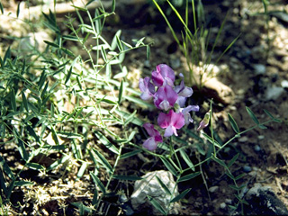 Lathyrus brachycalyx ssp. zionis (Bush pea)