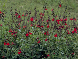 Salvia greggii (Autumn sage)