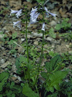 Salvia lyrata (Lyreleaf sage)