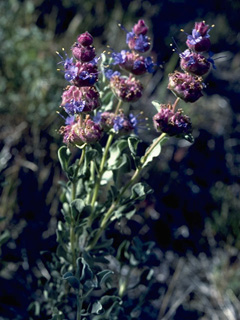 Salvia pachyphylla (Blue sage)