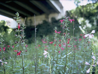 Salvia pentstemonoides (Big red sage)