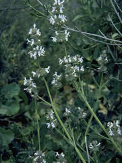 Salvia mellifera (Black sage)