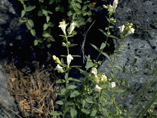 Scutellaria californica (California skullcap)