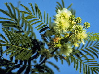 Acaciella angustissima (Prairie acacia)