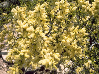 Vachellia rigidula (Blackbrush acacia)