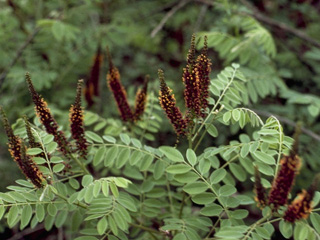 Amorpha fruticosa (Indigo bush)