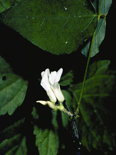 Amphicarpaea bracteata (American hogpeanut)