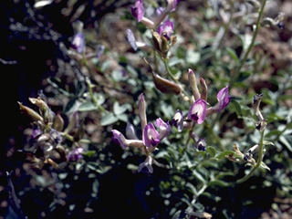 Astragalus calycosus (Torrey's milkvetch)