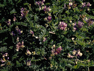 Astragalus crassicarpus (Groundplum milkvetch)