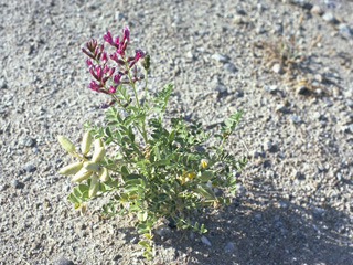 Astragalus crotalariae (Salton milkvetch)