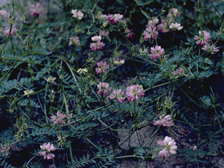 Astragalus didymocarpus (Dwarf white milkvetch)